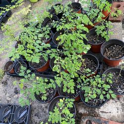 Moringa -Drumstick  plants 10-12 inches