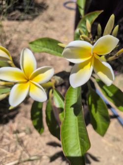 Plumeria Plant Large Pot 5 Tips