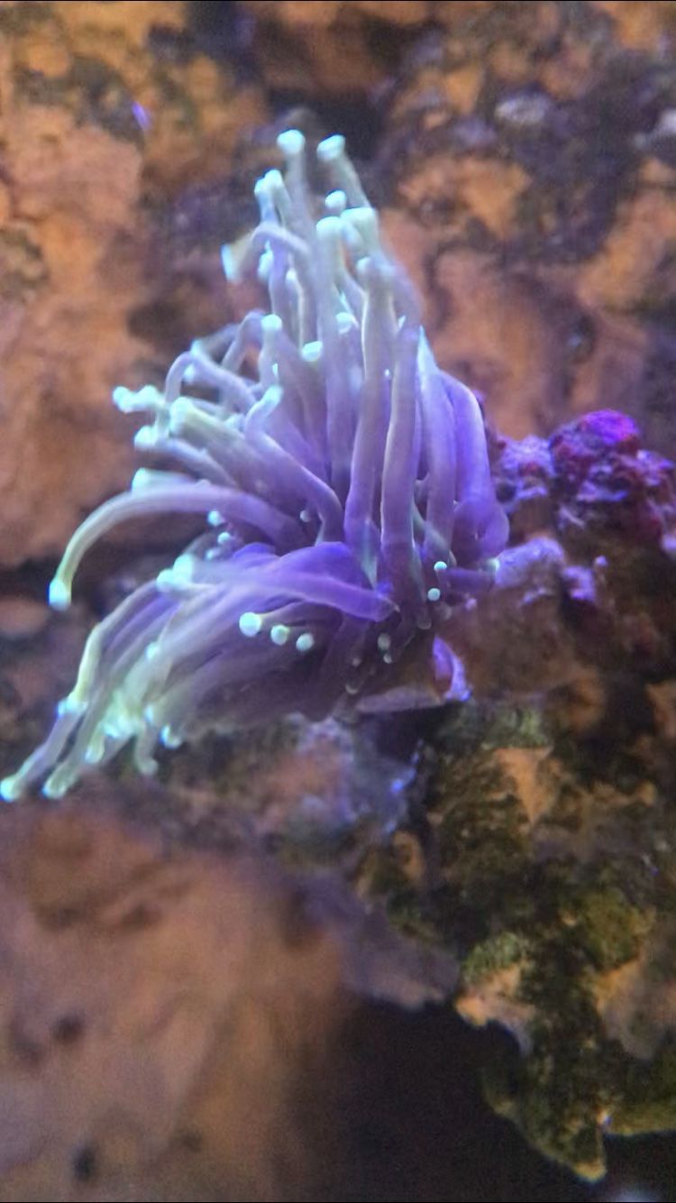 Coral Dragon Soul Torch Matt's Reef