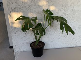 Large Monstera Deliciosa 8” Pot 