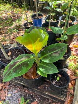 Banana Trees