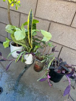 Bundle of plants