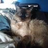 Catniss Closet