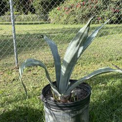 Blue Agave Plant
