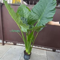 10” alocasia calidora XXL