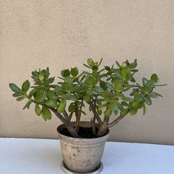 15” Live Jade Plant 🪴