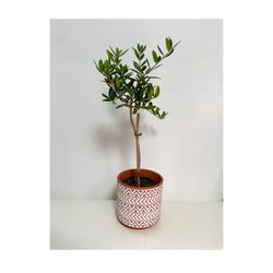 Plants (5”pot🌿Ceramic & Olive tree $20)