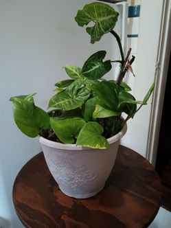 Plant