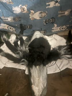 Spider jump scare