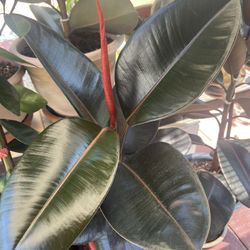 Rubber Plant 
