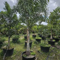 Foxtail Palms  Available  Staring$ 80
