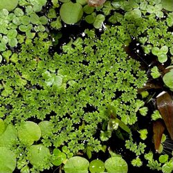 Fairy Moss (Azolla) 