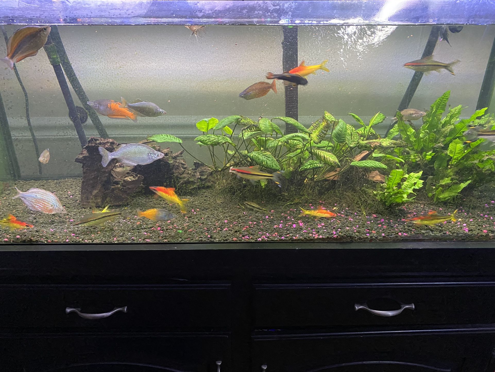 75 Gallon Fish Tank