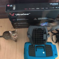 Cat Carriers 