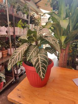 Zebra Plants