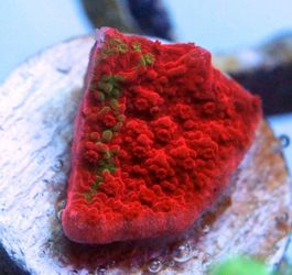 WWC Grafted Montipora Cap Coral Frag