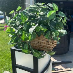 Fake Plants in Baskets