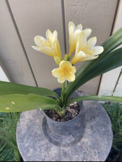 Clivia miniata (Natal Lily) Plant