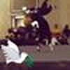 Knightwing