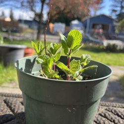 Mint Plant