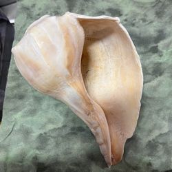 Unique Beach Seashell – Smooth Side for Display