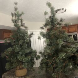 2 Miniture Trees