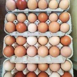 Farm Fresh Brown Eggs