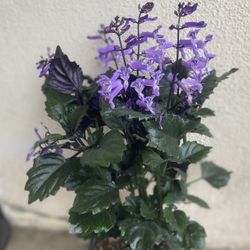 VELVET ELVIS OUTDOOR PLANT, In 1 Gallon Pot Pick Up Only 
