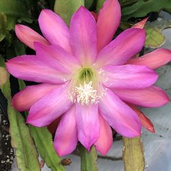 Epihyllum Orchid Cactus