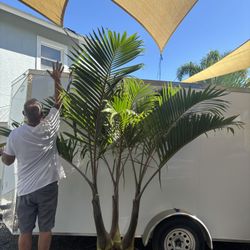 Triple Bottle Palm ( Delivery And Install Included)