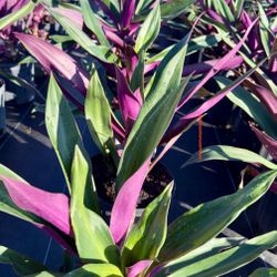 💜 Plant: Rio Gigante (Maguey Morado)