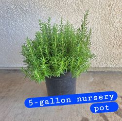 💙🌿 Tuscan Blue Rosemary💙