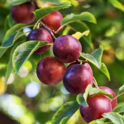 Satsuma Plum Trees