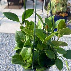Hoya Keisy. Plants