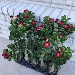 Red Desert Rose Plants