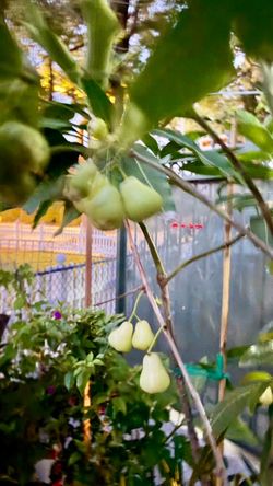 Thai wax Jambu