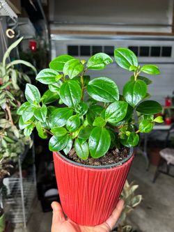Peperomia in Fancy pot