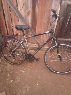 27 " Mountain Giant Cypreass