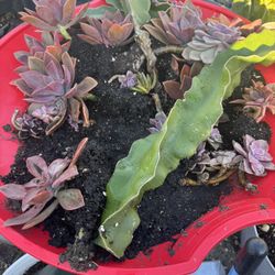 healthy SUCCULENT plants DRAGON FRUIT