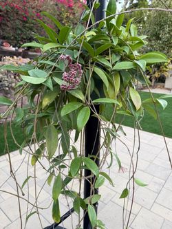 Big Hoya pubicalyx