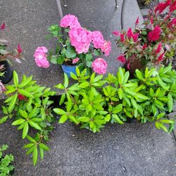 Rhododendron 