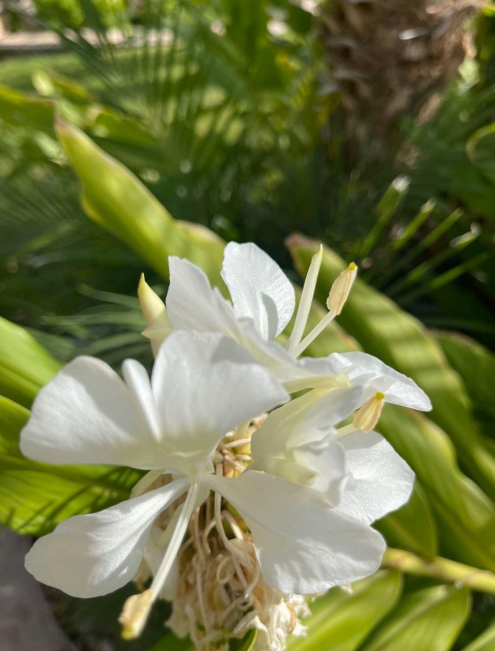 Fragrant White Hawaii Ginger Plants/flowers (perennial)