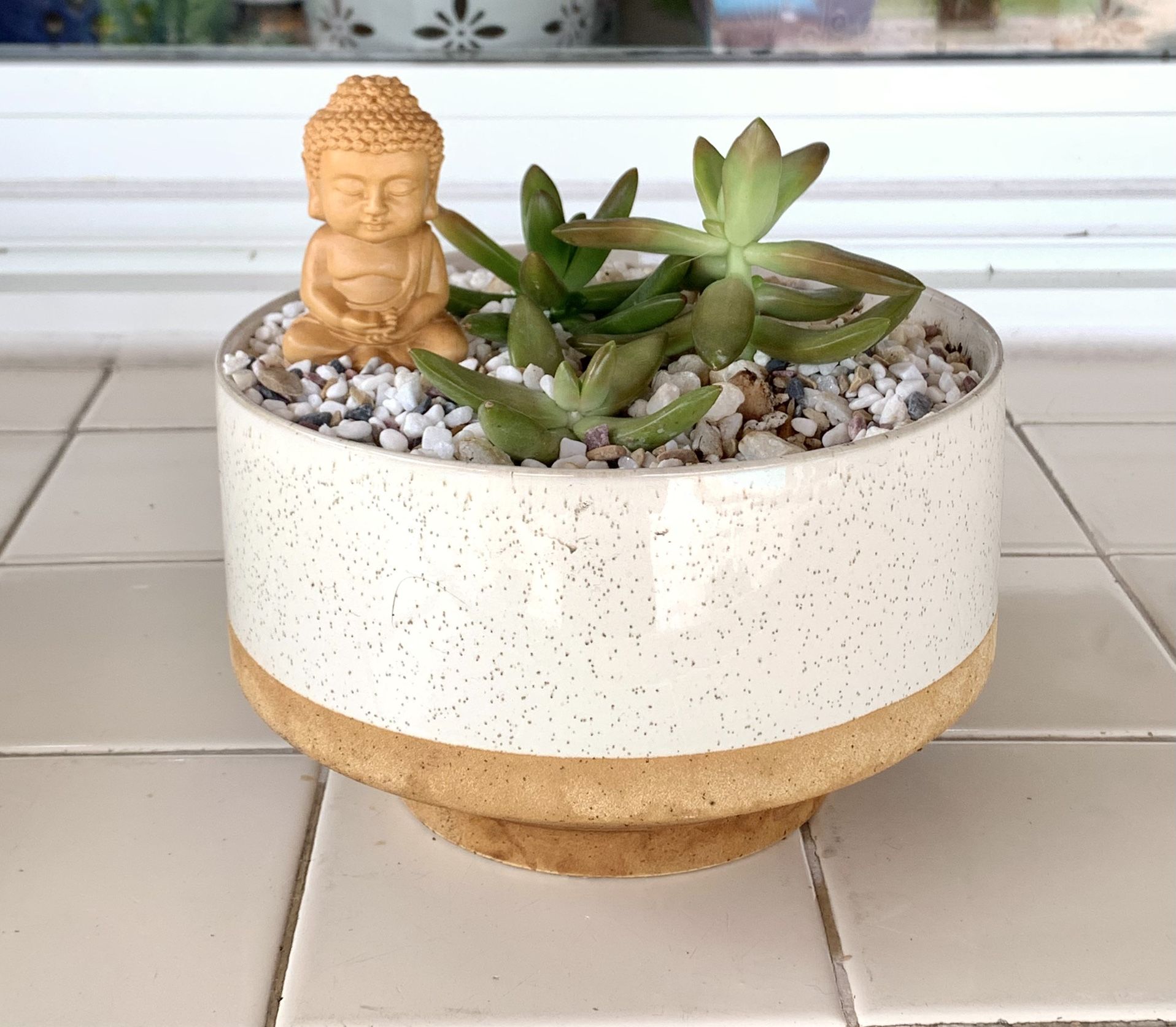 Copperstone Stonecrop Succulent Plant Arrangement 🪴 Please Read Description