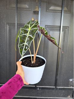 indoor plant in 6” nice pot. (Alocasia plant)
