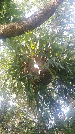 Staghorn