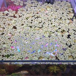 Aquarium Fish Tank Floaters 