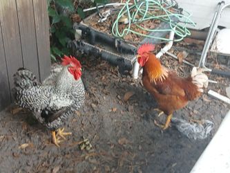 Gallos grandes  35 cada uno