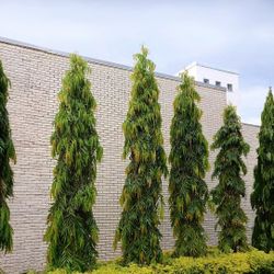 LIVE PLANT 4ft Monoon longifolium False ashoka Asoka Polyalthia longifolia Mast
