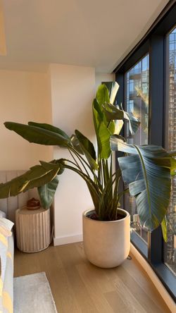 Planter with Bird of Paradise Plant | Large Indoor Plant