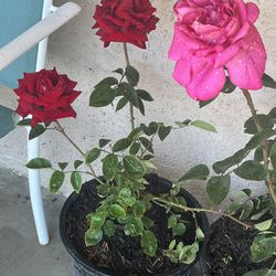 Rosas De Venta
